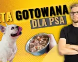 Jak gotowana wieprzowina dla psa może poprawić jego zdrowie?