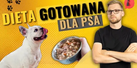 Jak gotowana wieprzowina dla psa może poprawić jego zdrowie?