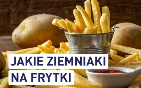 Złociste frytki w metalowym wiaderku, obok surowe ziemniaki i ketchup. Idealne ziemniaki na frytki to podstawa chrupiącej przekąski.
