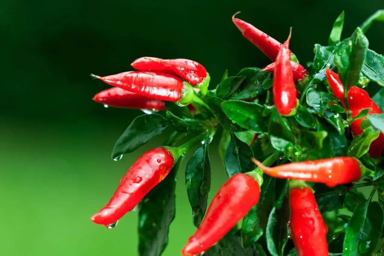 różne rodzaje papryki i chili